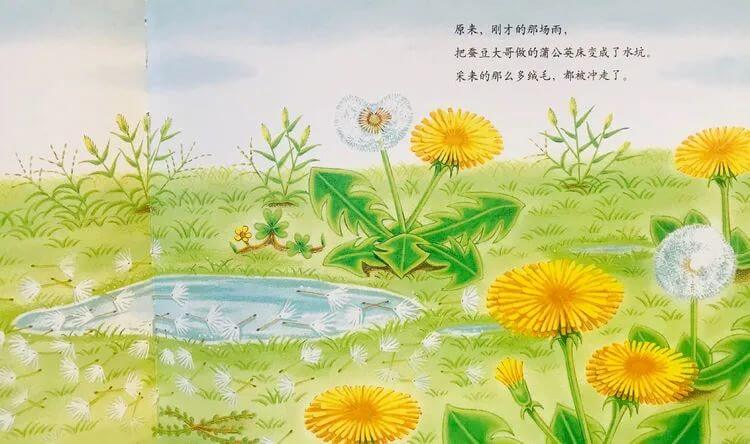 繪本故事 | 蠶豆大哥和蒲公英