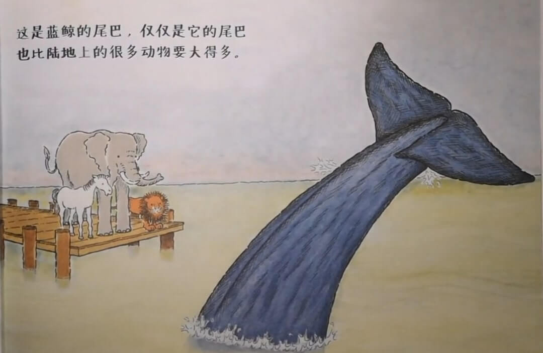 兒童故事 | 藍鯨是最大的嗎