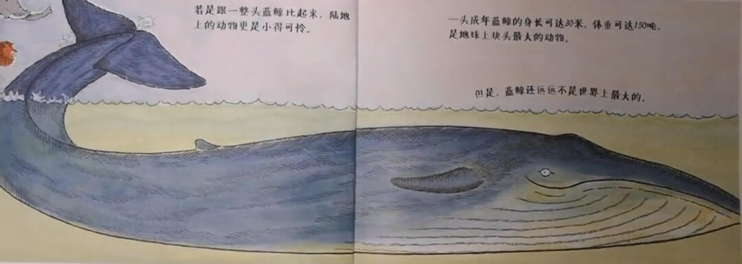 兒童故事 | 藍鯨是最大的嗎